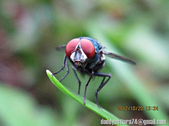 mata merah lalat hijau_3