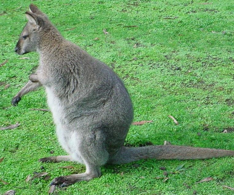 Northern nail-tail wallaby - Facts, Diet, Habitat & Pictures on Animalia.bio