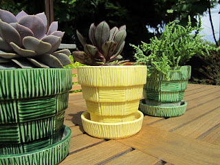 McCoy Flower Pots and Crassulaceae