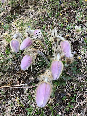 [Ranunculaceae] Pulsatilla spp.  – possibly P. montana.