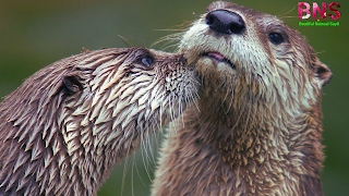 Otter pictures wallpaper free download mobile wallpaper