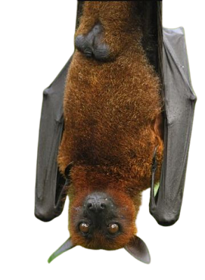 خفاش الثعلب الطائر  Flying fox bat