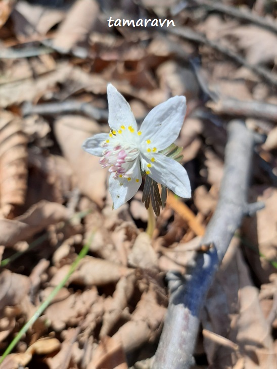 Весенник звёздчатый / Эрантис звёздчатый (Eranthis stellata)