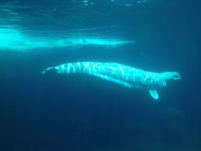 Beluga Whale