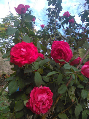 rosal