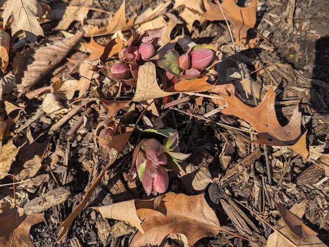 Ivory Prince Hellebores New Growth in Late Winter - Clean-up Leaves