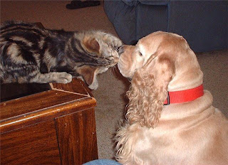 cães gatos cachorros beijo