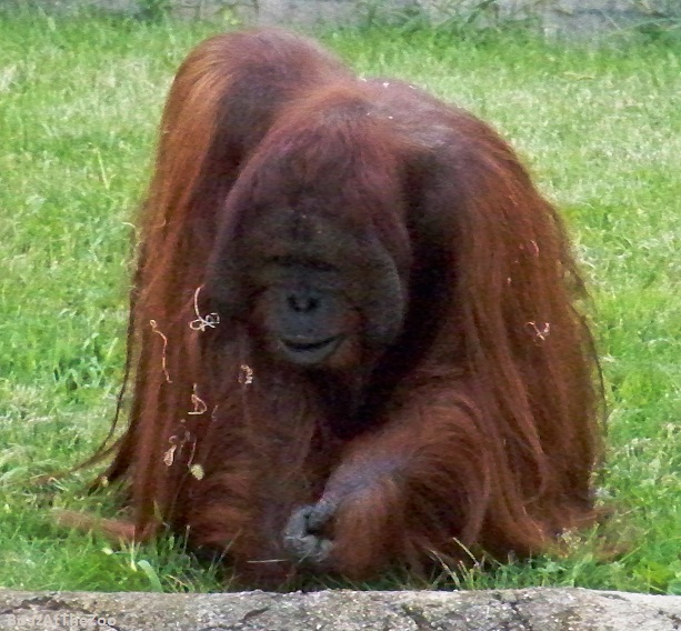 orangutan (Borneo and Sumatra)