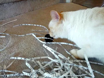 The cat enjoying some sensory play from And Next Comes L