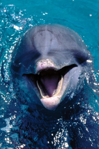 iPhoneZone 15 Cute  Dolphin  Wallpapers  for iPhone 