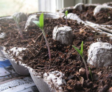 Tomatoes in egg carton