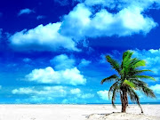 Fotografía de la playa y una palmera que se mece con el viento