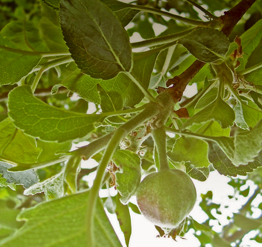 Baby apple copy