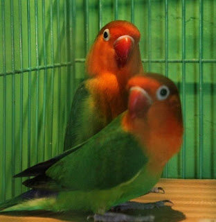 Jual Love Bird, Burung Love Bird Hijau kepala merah pasangan remaja, Stok Love Bird hijau kepala merah pasangan remaja, Love Bird