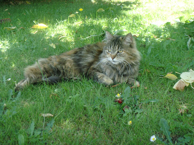 chat dans l'herbe