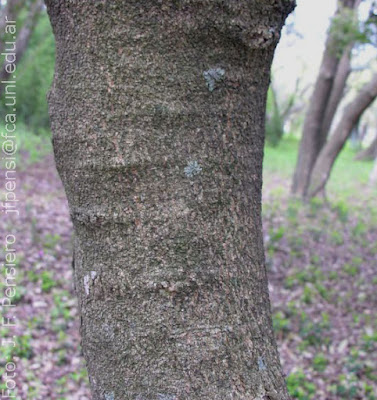 árboles del la región chaqueña