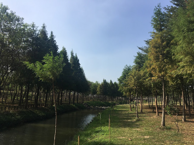 Bald Cypress forest at Yuliao Site in Chiayi, Taiwan