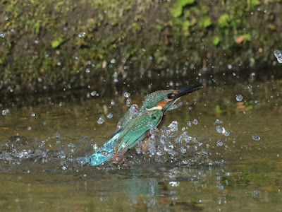 水面飛び出し