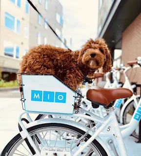 Dog sitting in a basket on a Mio bike