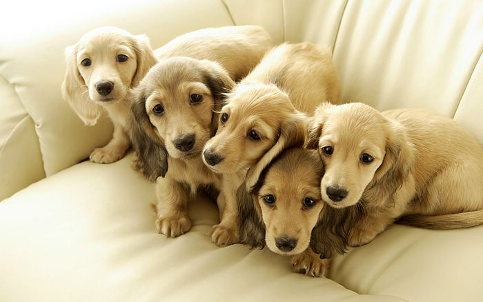 Dog And Puppies Wallpapers