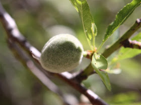 Almond tree