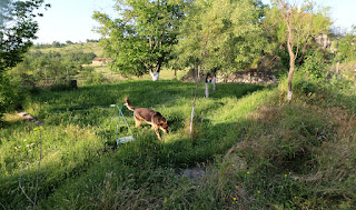 First thing, and there's a lot of grass to cut