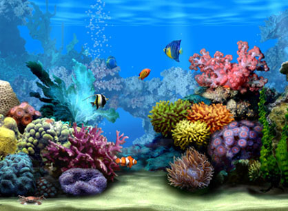 Free Screensavers on Afterlifecode  Marine Aquarium   Screensaver