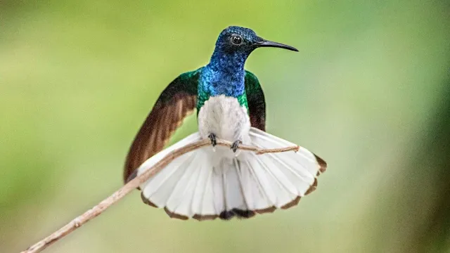 Las hembras de colibrí se disfrazan de macho para evitar el acoso