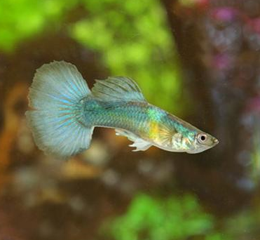 poissons poecilia reticulata aquarium