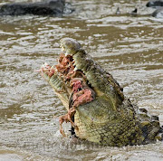 En tierra, el cocodrilo del Nilo puede desplazarse a 17 km/h a lo largo de .