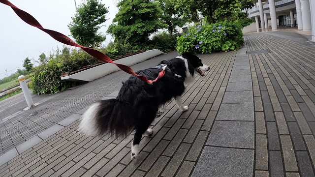 保護犬 ボーダーコリー トーマ