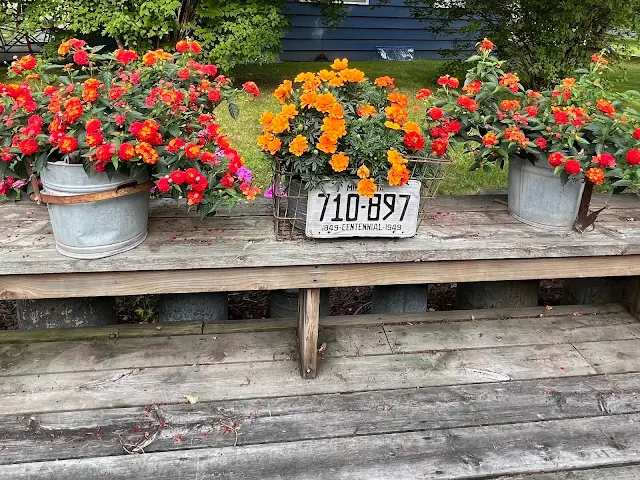 Photo of orange annuals on the deck bench.