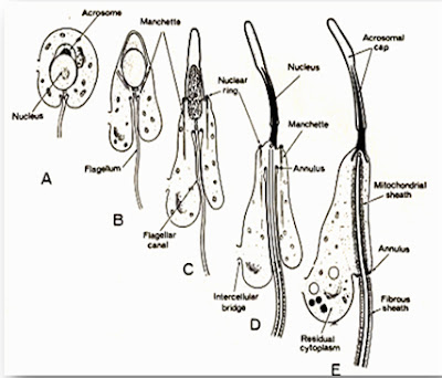 bagian-bagian sperma