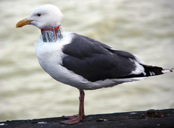 beer can island. them with cut eer cans.