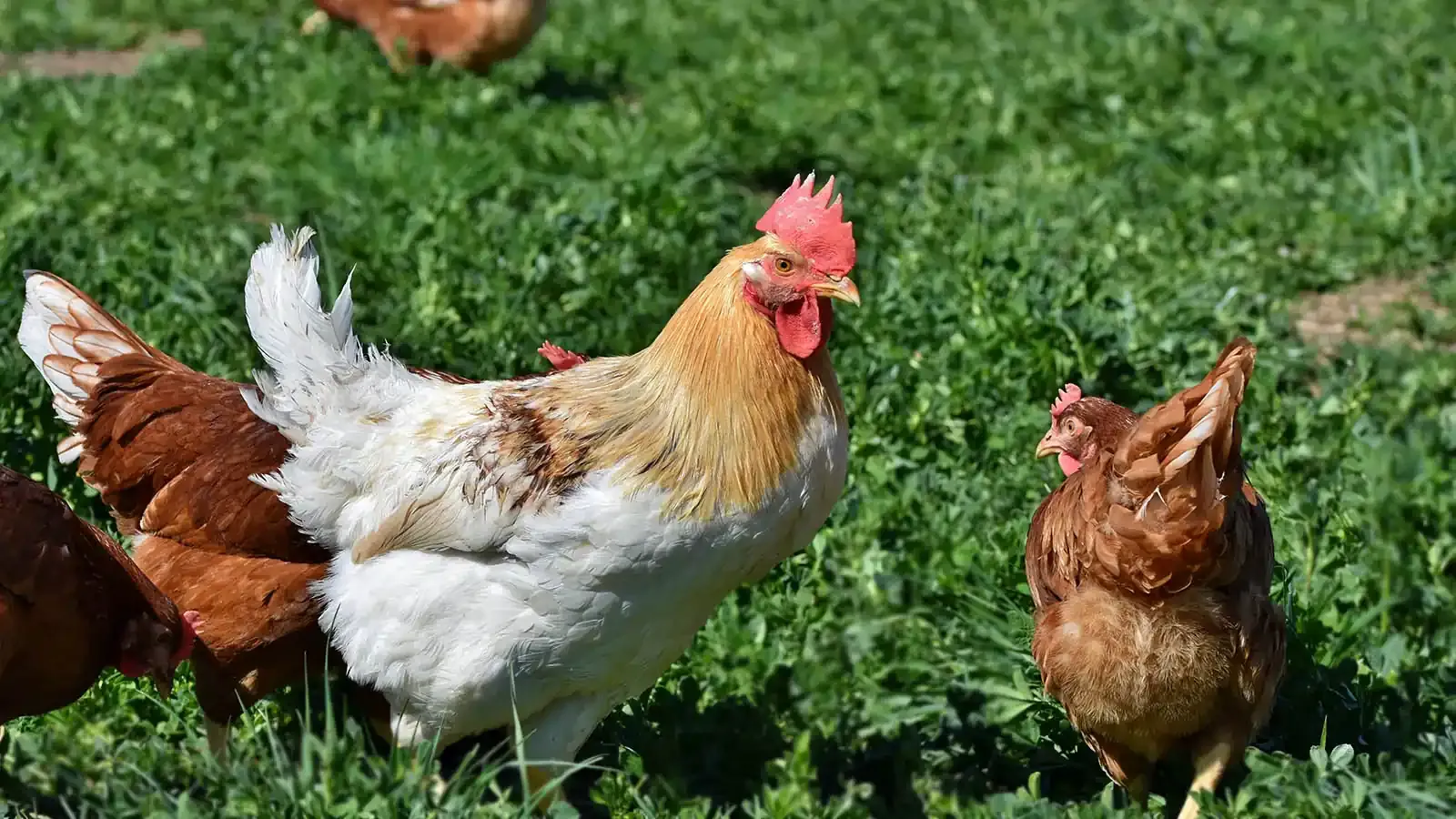 Strategi Efektif untuk Sukses Berternak Ayam Broiler di Halaman Sempit