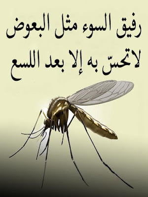 حكمة رائعة