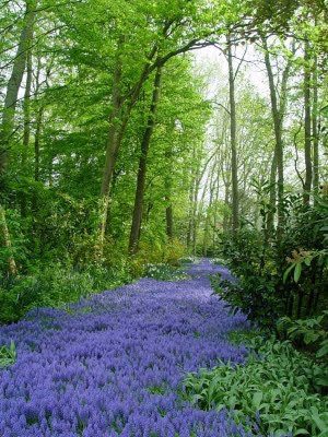 Flowery Pathway