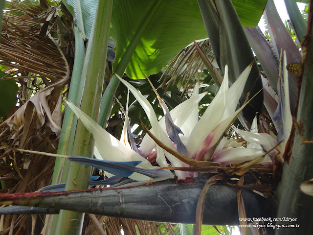 Büyük beyaz cennet kuşu çiçeği ağacı , Strelitzia Nicolai , White Giant Bird of Paradise   