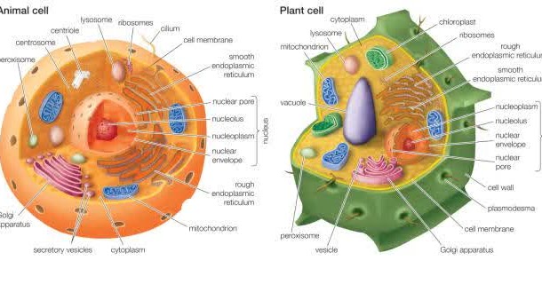  Jelaskan  Perbedaan  Sel  Hewan  dan Sel  Tumbuhan