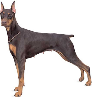 doberman pinscher pets dog healty breeds animal picture