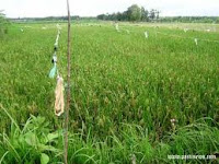 Diserbu Burung Emprit,Petani Gagal Panen