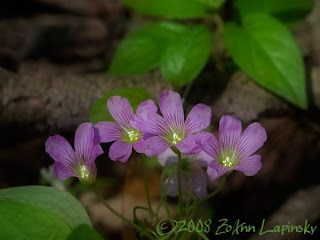 Click for Larger Image of Violet Wood Sorrel