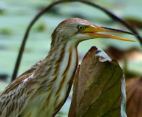 Burung Pucung