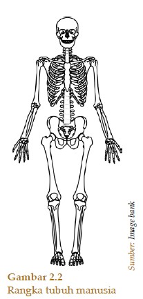 Rangka Tubuh Manusia Soal Ipa Ips