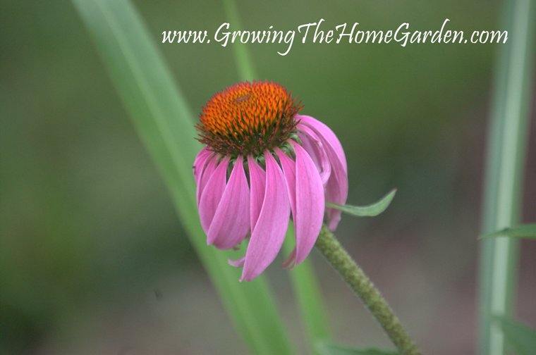 Echinacea in the Garden - Why You Should Plant Coneflowers!