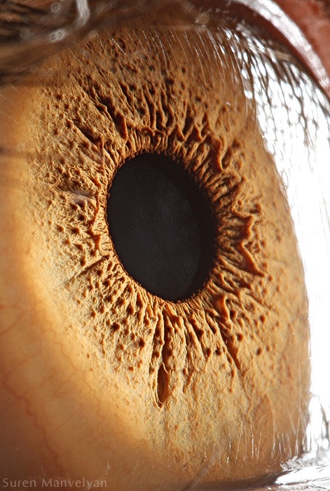macro-eyes (9)