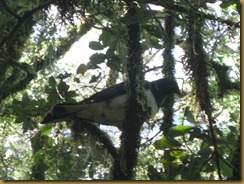 Wood Pigeon