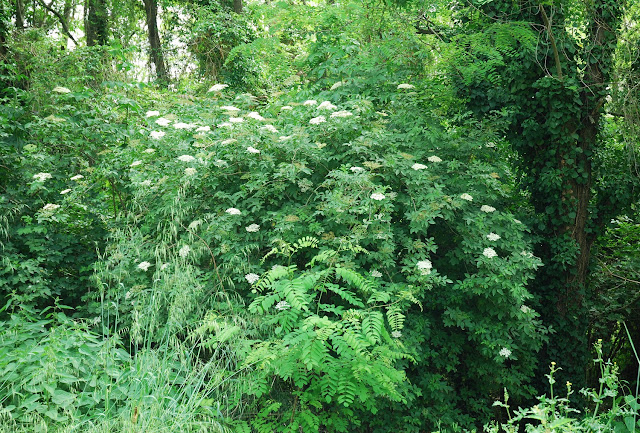 Gelée de fleurs de sureau