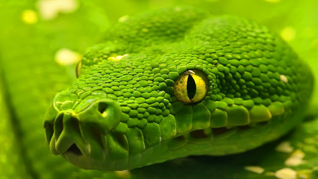 Green emerald boa snake HD Wallpaper