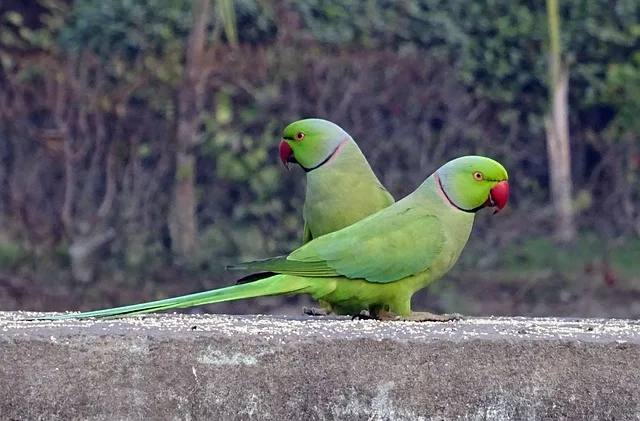 पोपट पक्षी माहिती मराठी | Parrot information in Marathi